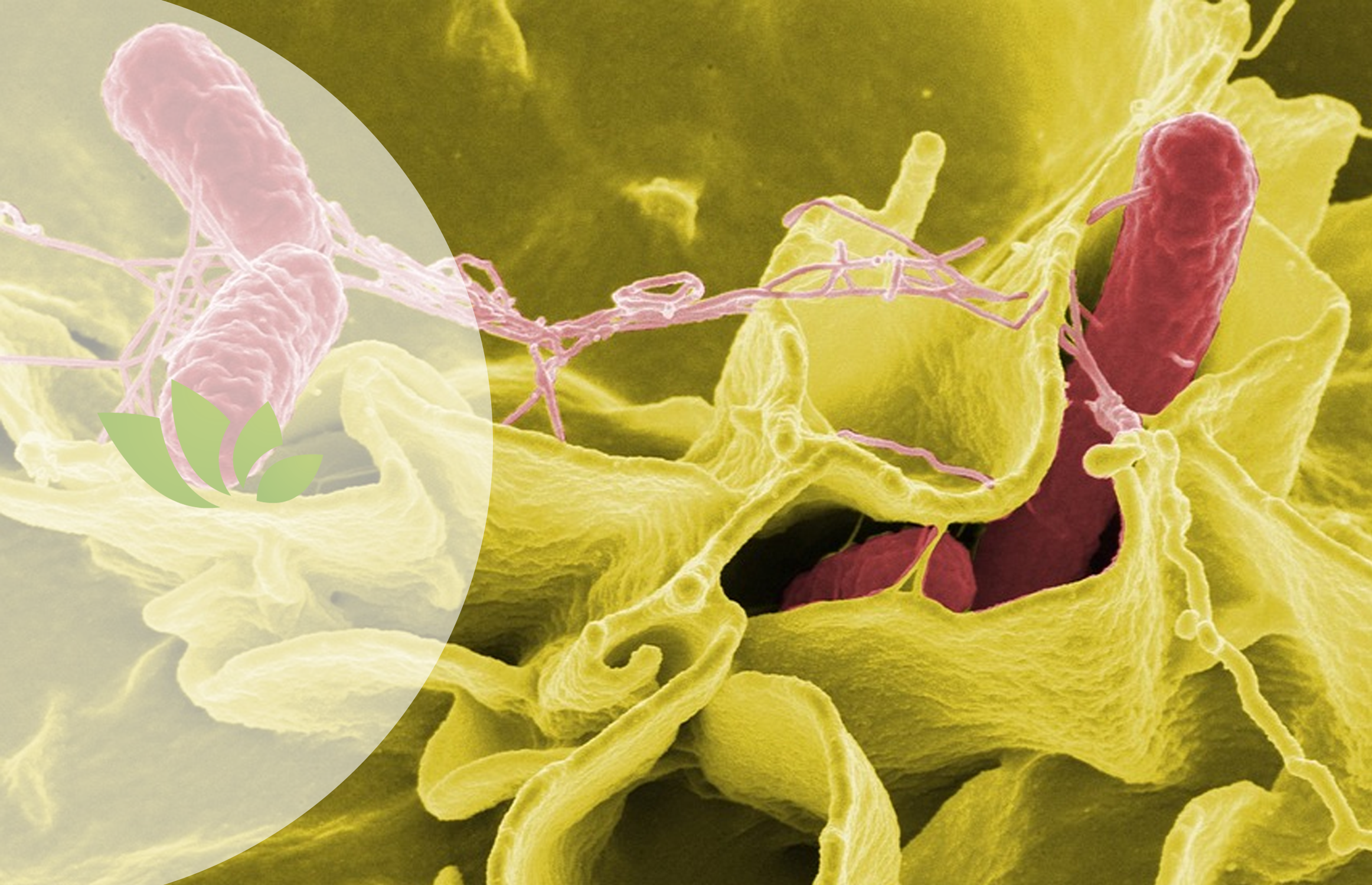 8 conceptos clave para entender la microbiota