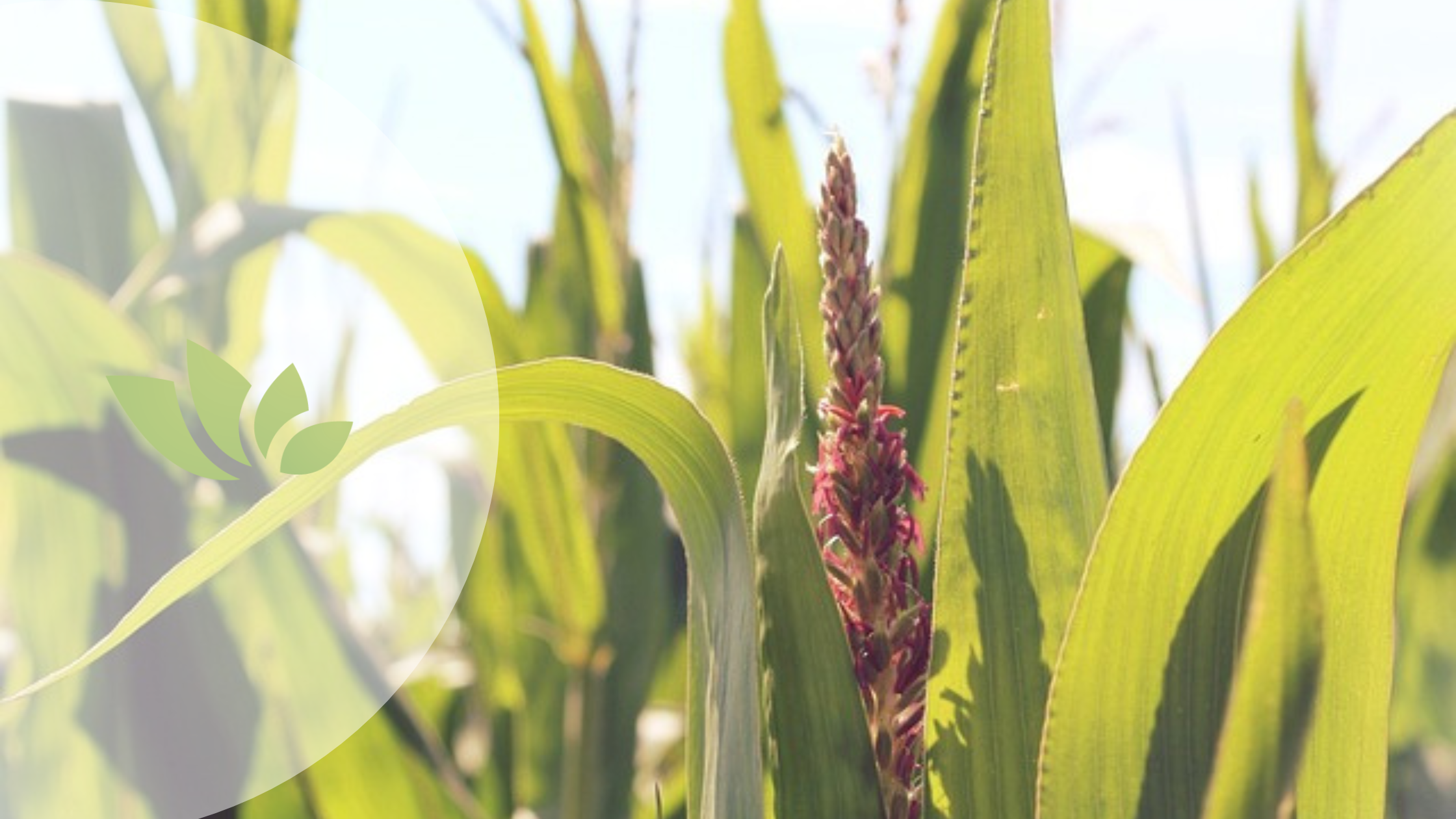 la dieta de la milpa 