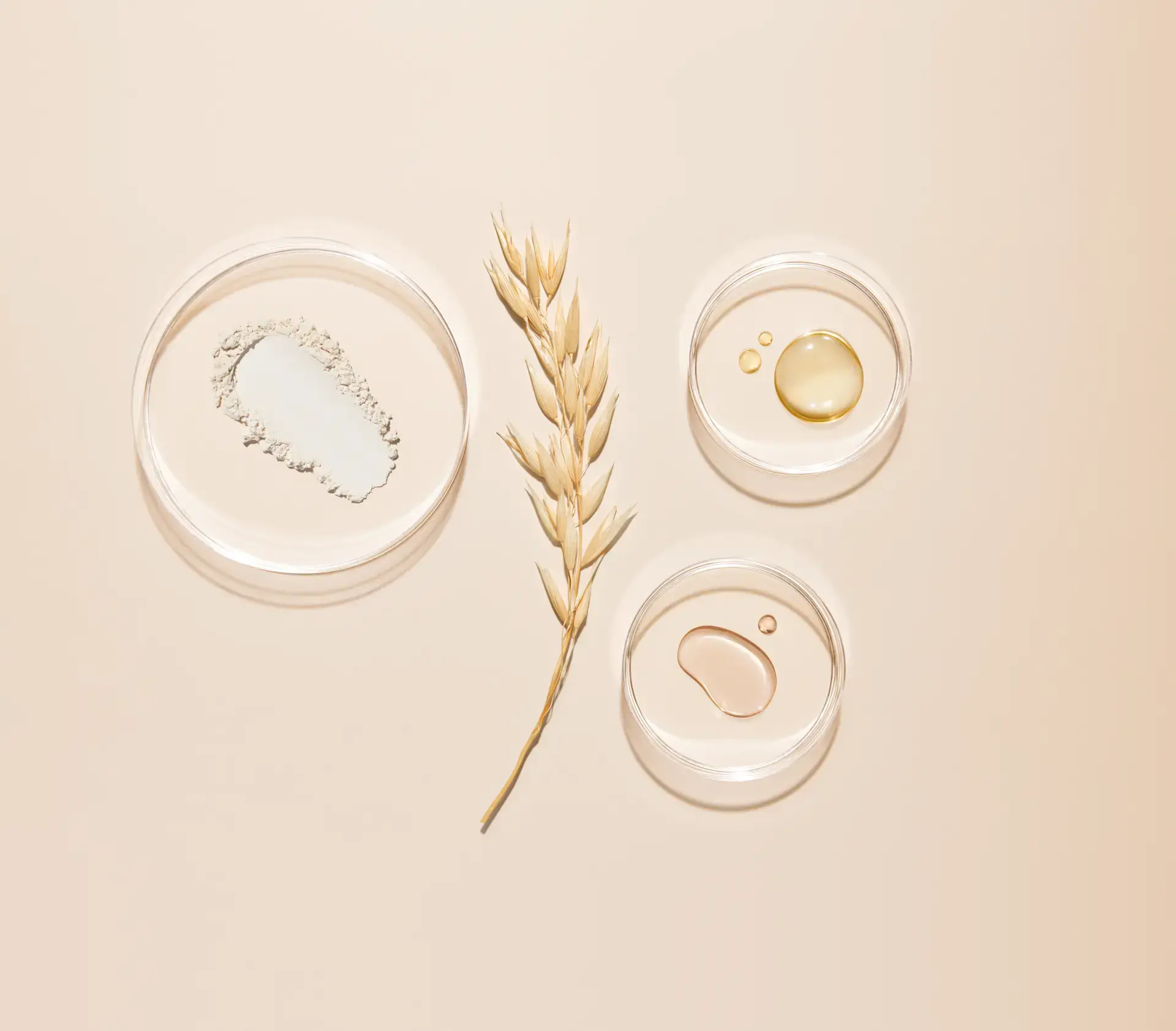 P00010773_Aveeno_Shot04_Ingredient_OatStalk_Petri_Global_Still_1063_r7_CMYK
