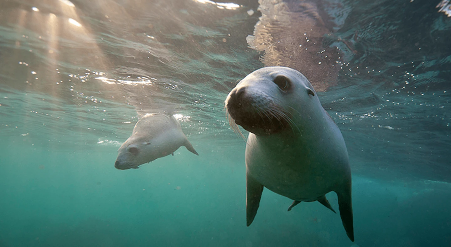Seals Swimming