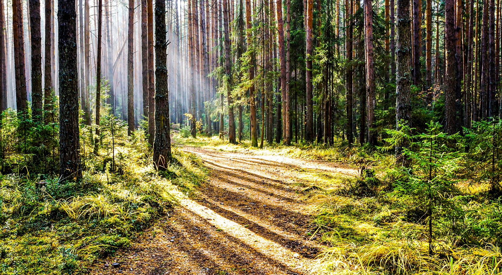 The Arbor Day Foundation works to restore forests by planting a tree