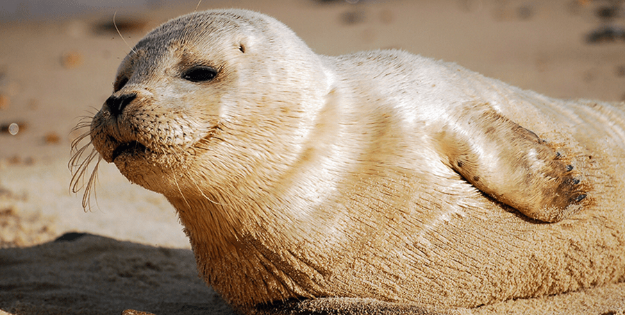 Dawn Helps Save Wildlife with The Marine Mammal Center