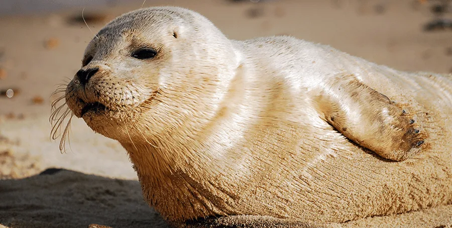 Dawn Helps Save Wildlife with The Marine Mammal Center-ea8f60c9fc6261435b00a4fd