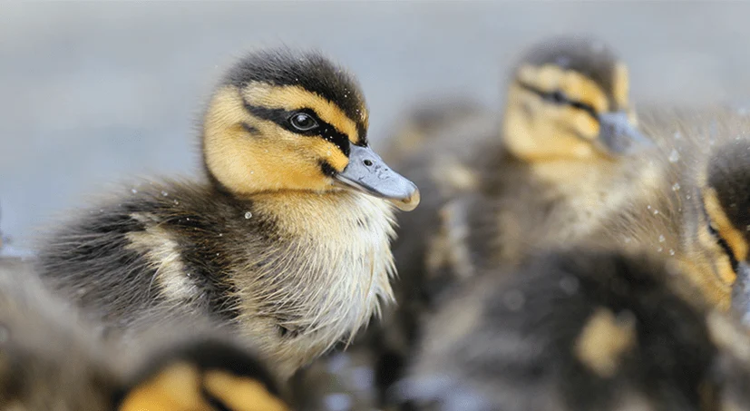 Dawn and International Bird Rescue are helping to Save Wildlife