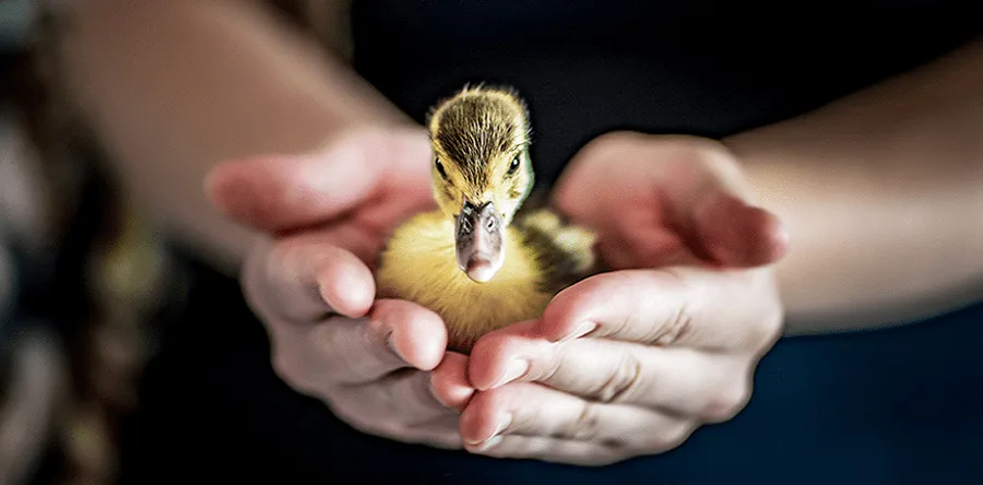 Dawn Helps Save Wildlife with International Bird Rescue-84eb08ad55e7ac1ac043b4a8