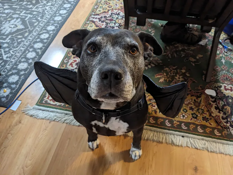 BatQueenie