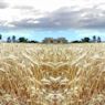 En Çok Buğday Üreten Ülkeler