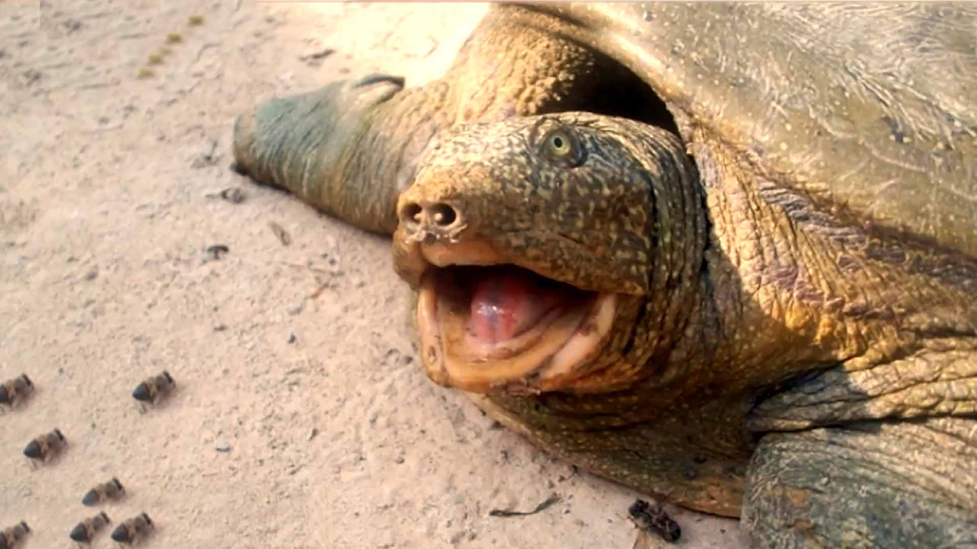 Diyarbakır’da Nesli Tükenmek Üzere Olan Fırat Kaplumbağası İle Karşılaşıldı!?fit=thumb&w=418&h=152&q=80