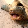Diyarbakır’da Nesli Tükenmek Üzere Olan Fırat Kaplumbağası İle Karşılaşıldı!