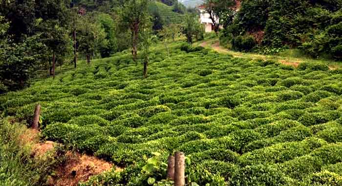 Rize Merkez ve İlçelerinin Nufusu