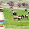 En Çok Süt Üretimi Yapan Ülkeler