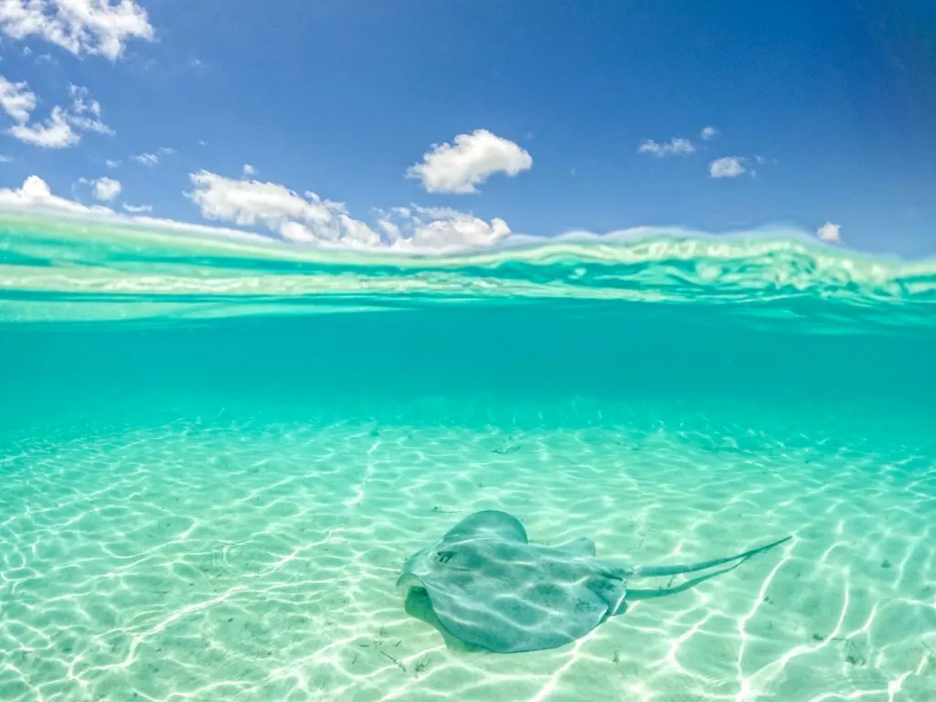 stingray-clear-water