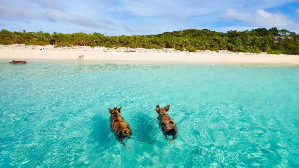 swimming-pigs-bahamas (2)