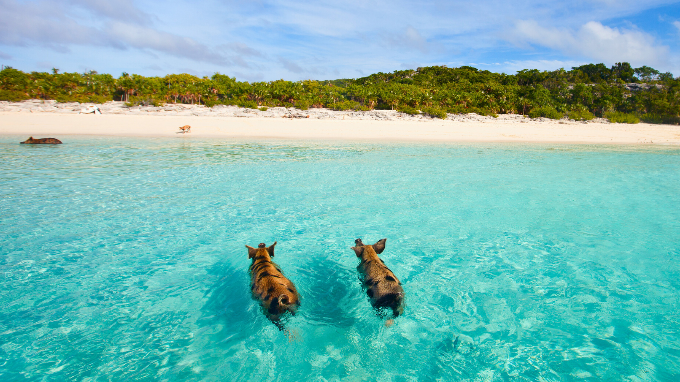 swimming-pigs-bahamas (2)