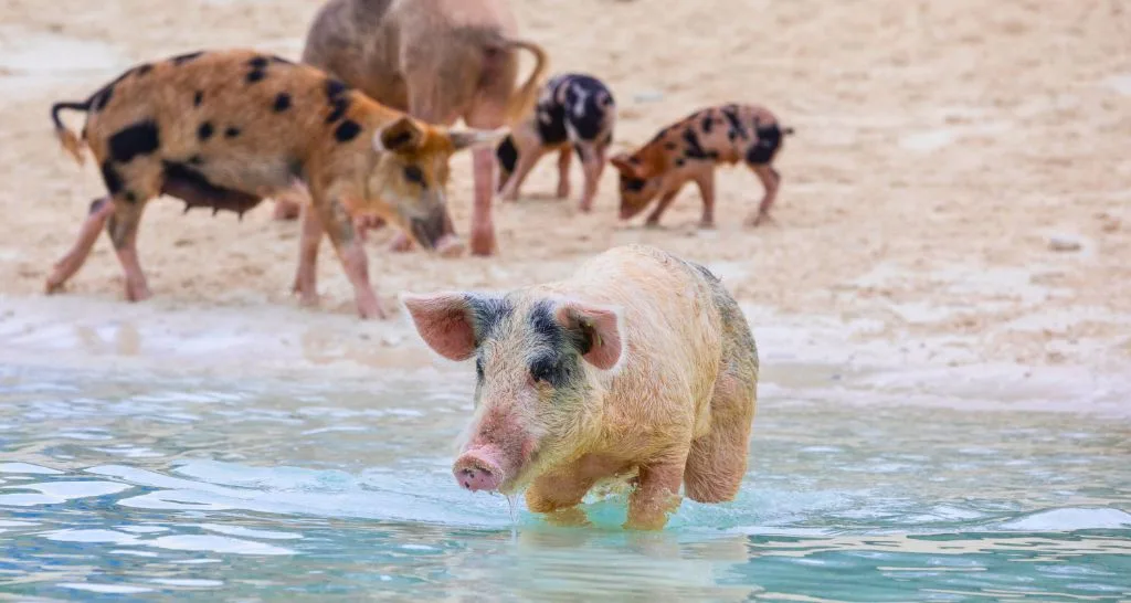 Swimming with Pigs in the Bahamas: Hygiene and Safety Tips for Tourists