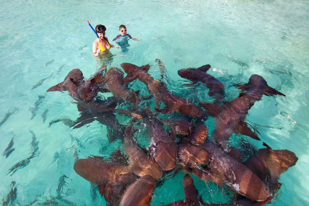 snorkeling with nurse sharks