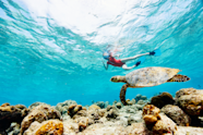 Discover The Underwater Wonders Snorkeling In Bahamas Tour Daddy Discover The Underwater Wonders Snorkeling In Bahamas Tour Daddy
