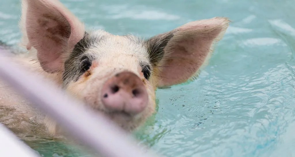 Swimming with Pigs in the Bahamas: Hygiene and Safety Tips for Tourists