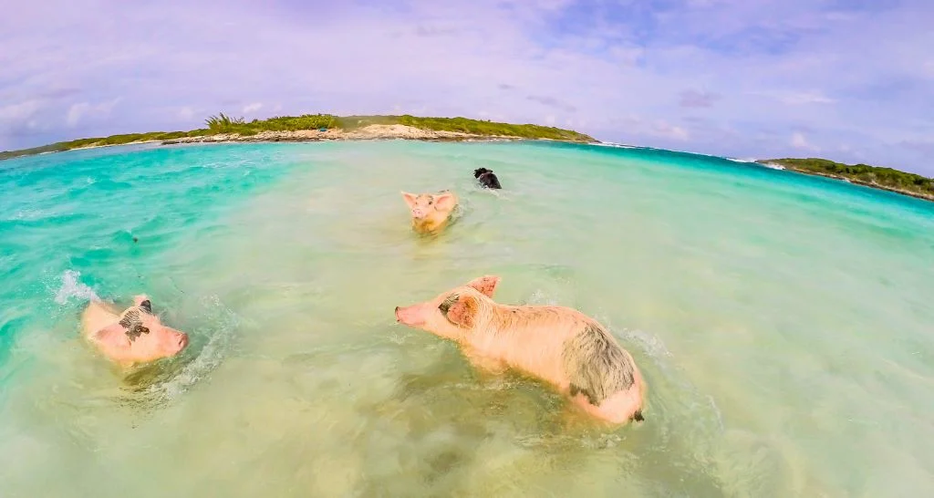 swimming-pigs-bahamas-group-interaction-experience