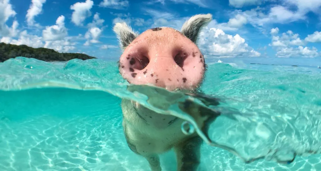 swimming pig on pig island, Bahamas