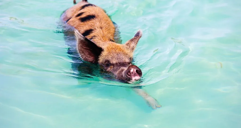 The best swimming with pigs tour Bahamas: What no one tells you before you book