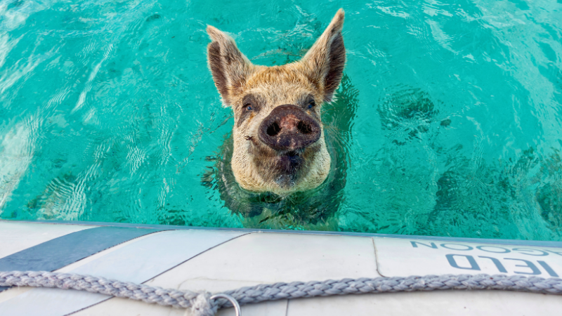 Swimming pig Bahamas