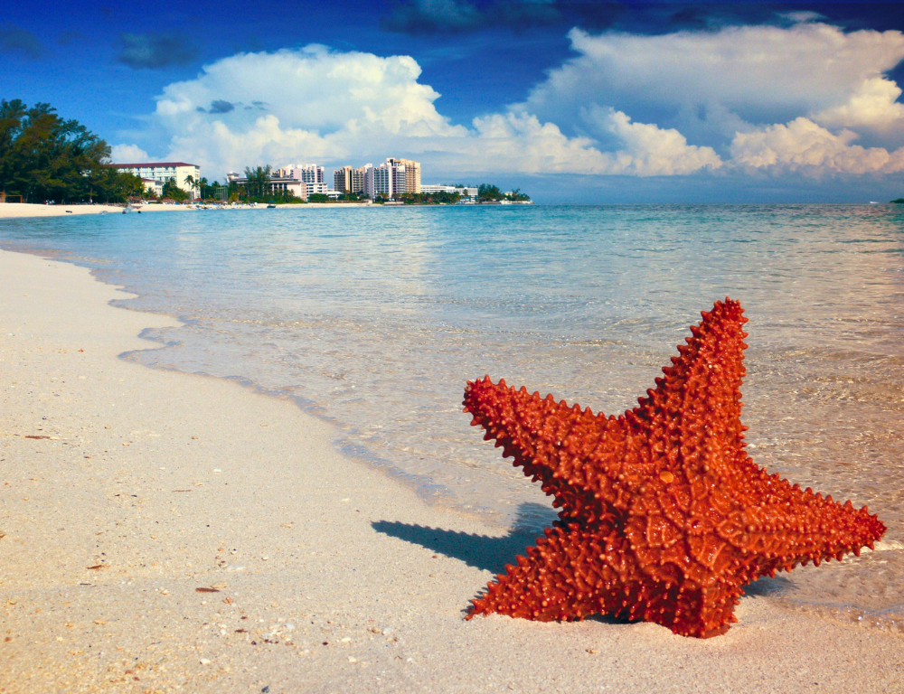 starfish-clean-shore-bahamas