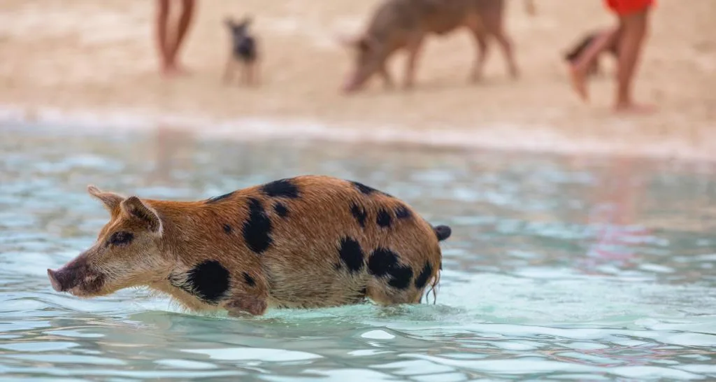 swimming-with-pigs-bahamas-crowd-interaction