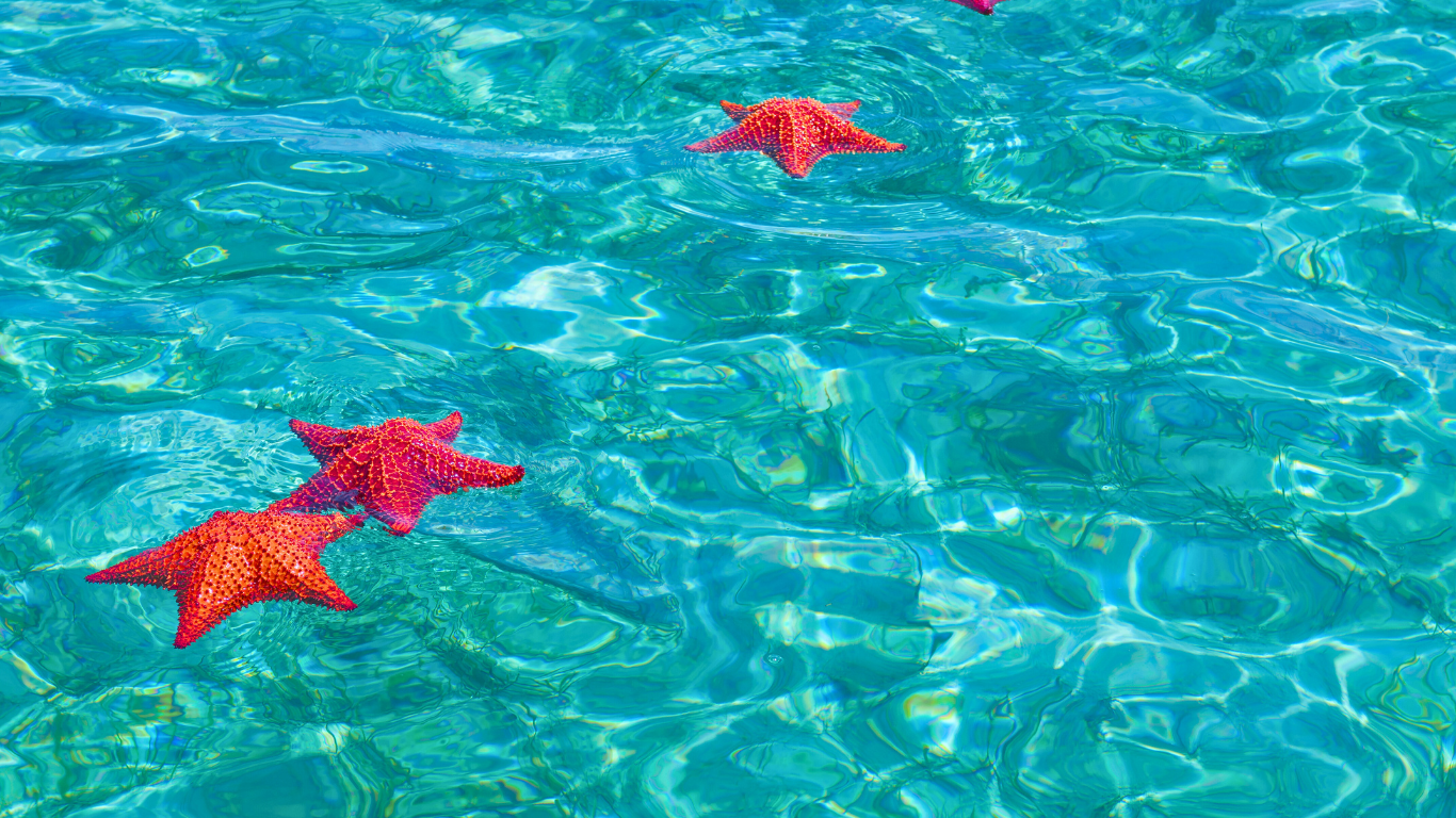 starfish-ocean-Bahamas