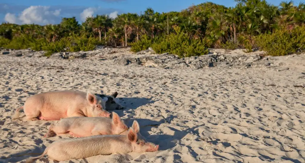 pigs-resting-on-pig-beach-sand
