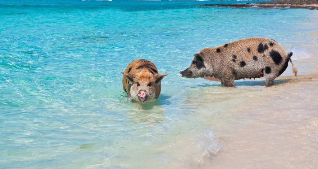 rose-island-swimming-pigs-bahamas