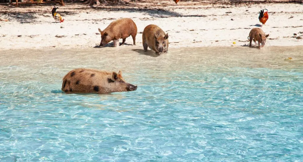 swimming-pigs-pig-beach-shallow-water