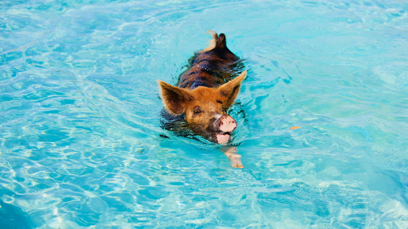 cute-swimming-pig-Bahamas