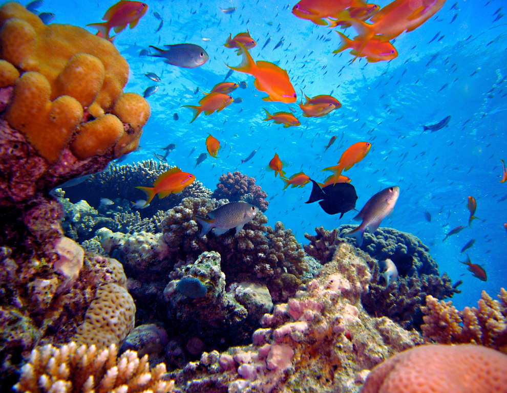 coral-reef-bahamas