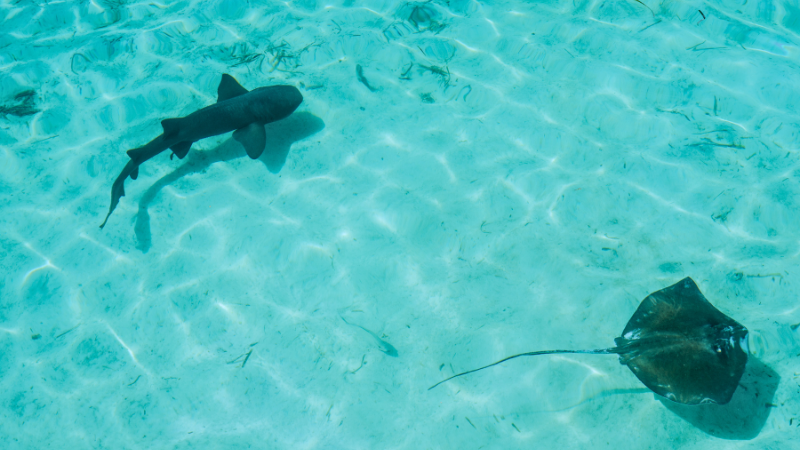 Nurse shark and sting ray Bahamas