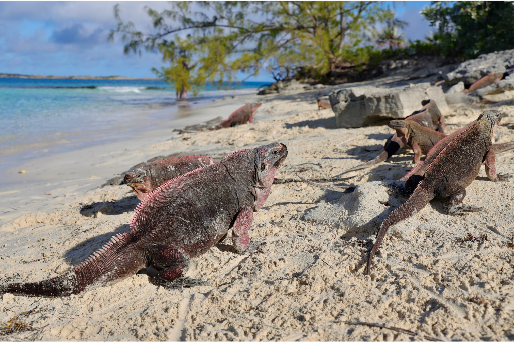 Iguanas on Allen’s Cay