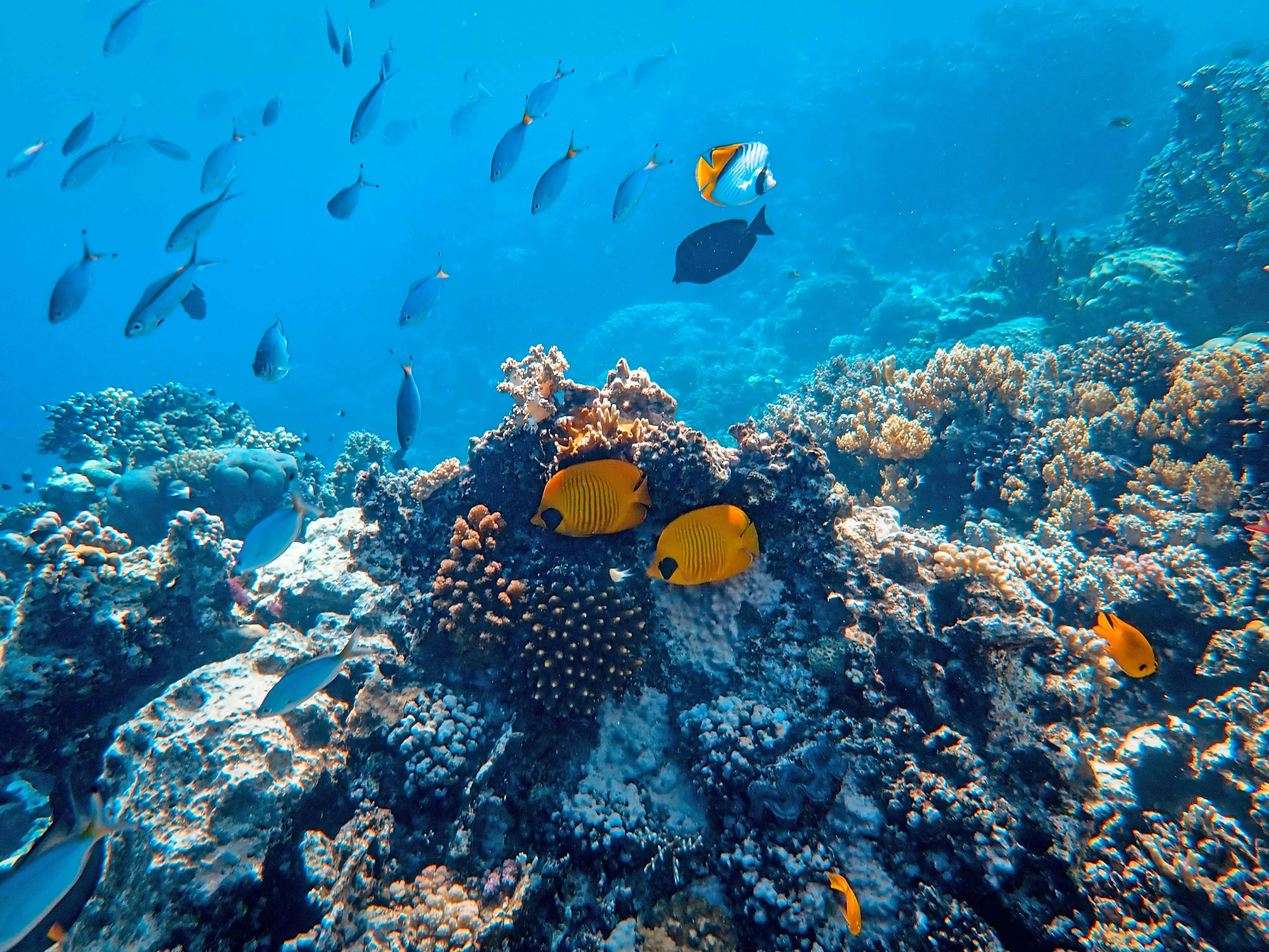 Snorkeling in Bahamas