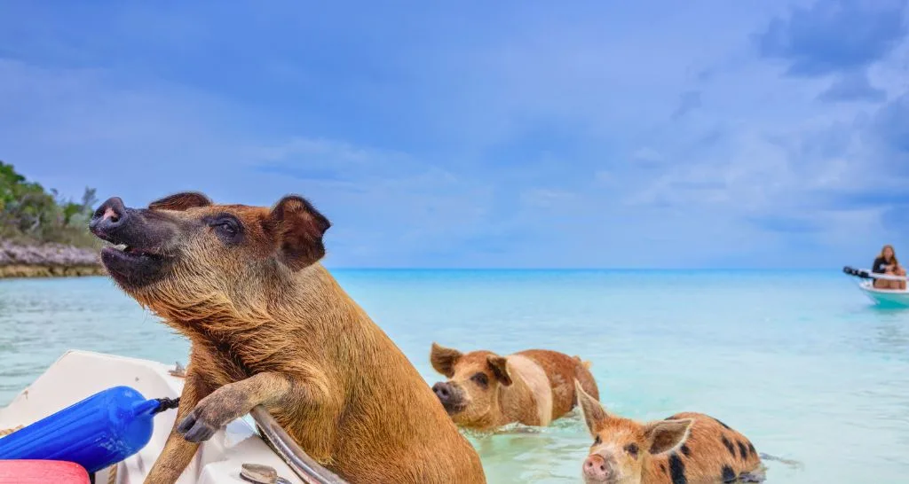  Swimming With Pigs in the Bahamas: Price, What’s Included & Tips