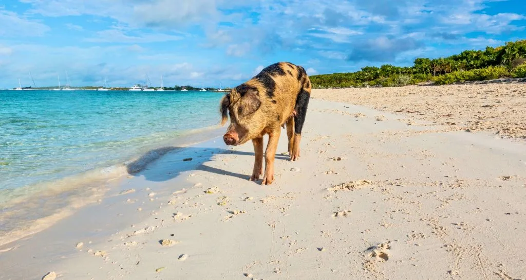 pig-beach-bahamas-exuma-shoreline-experience
