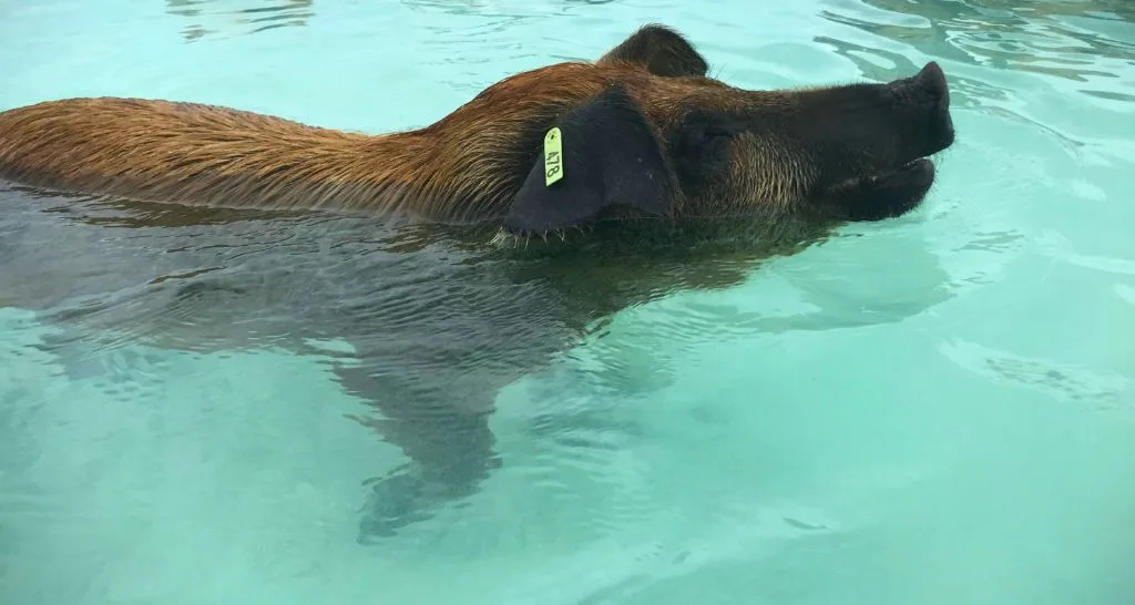 The best swimming with pigs tour Bahamas: What no one tells you before you book