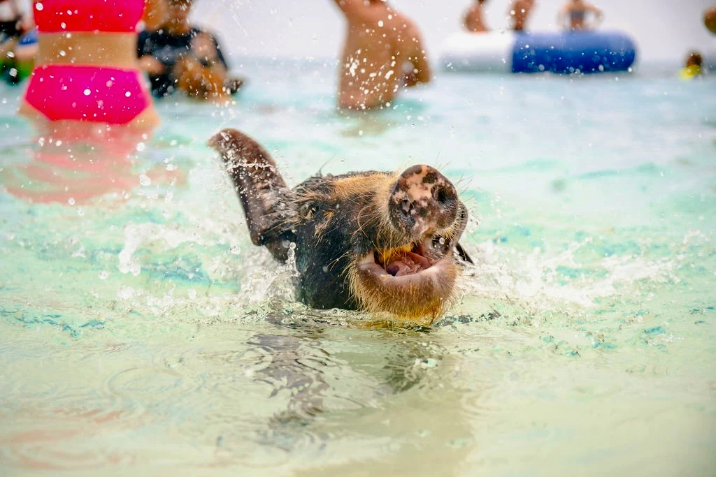 Swimming with the Famous Pigs