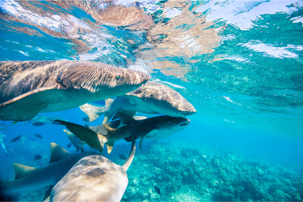 swimming with sharks in the bahamas