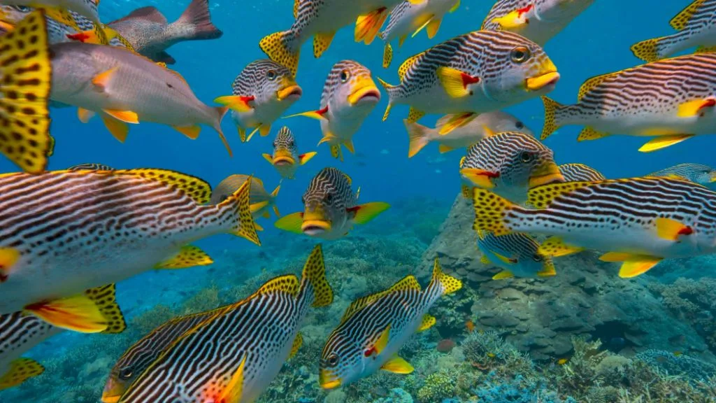 School of Oriental Sweetlips