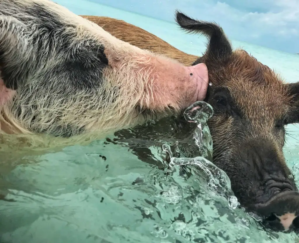 swimming-pigs-bahamas-close-interaction-feeding