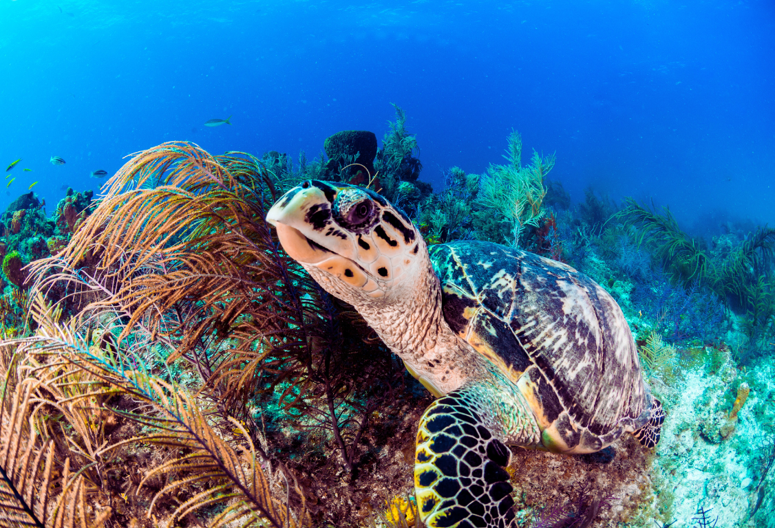Bahamas sea turtle