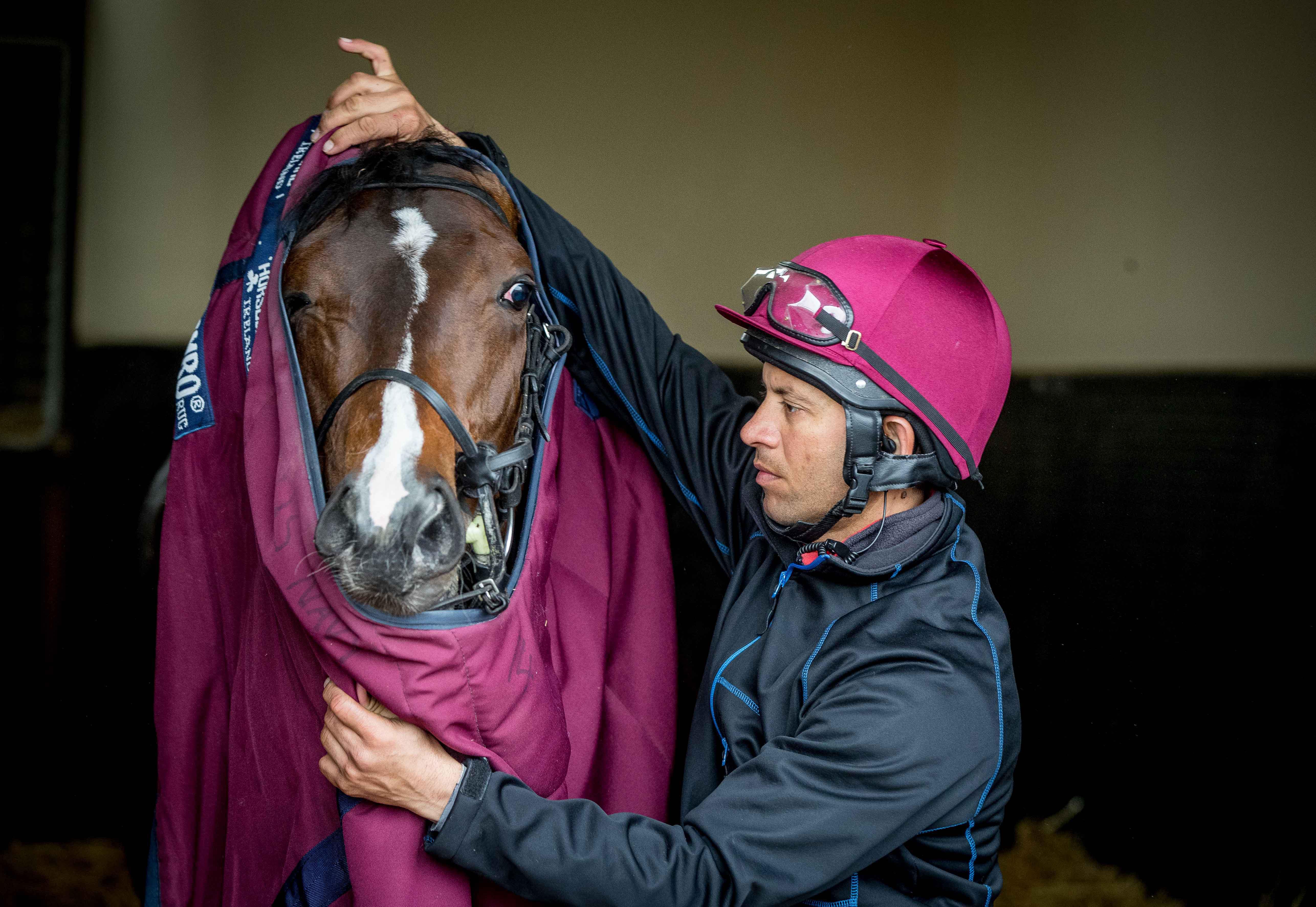 Ballydoyle - groom kurram sheikh putting the sheet on us navy flag - racingfotos