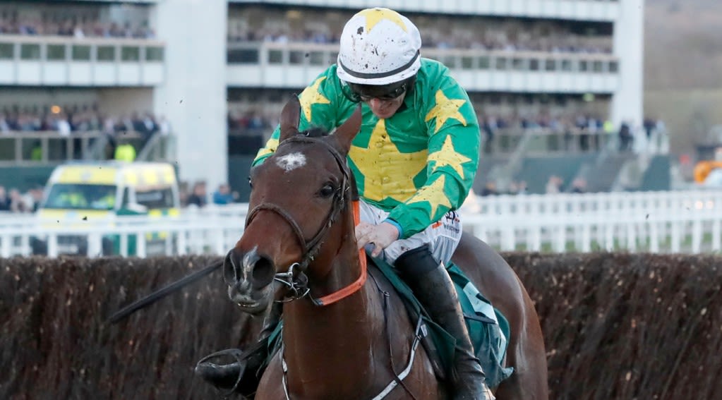 Discorama has been placed at the Cheltenham Festival three times
