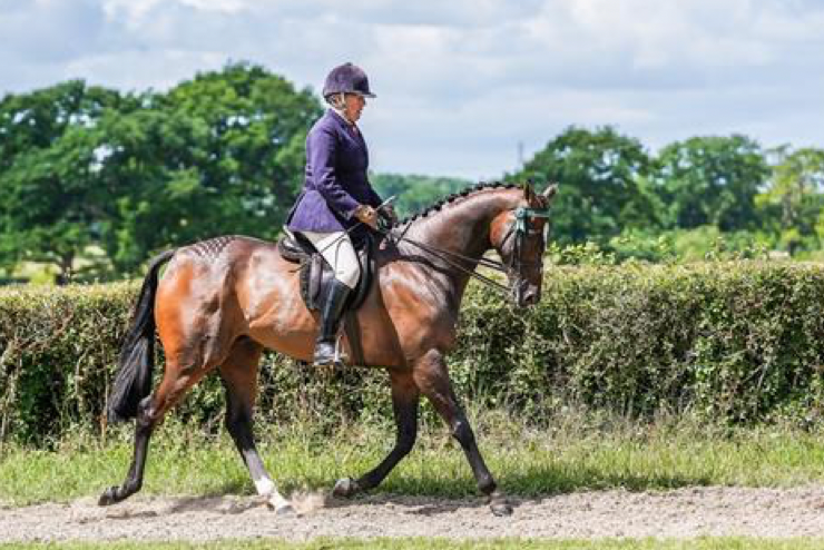 Limato is enjoying his new career following a stellar career as a racehorse (Pic: The Jockey Club/ROR)