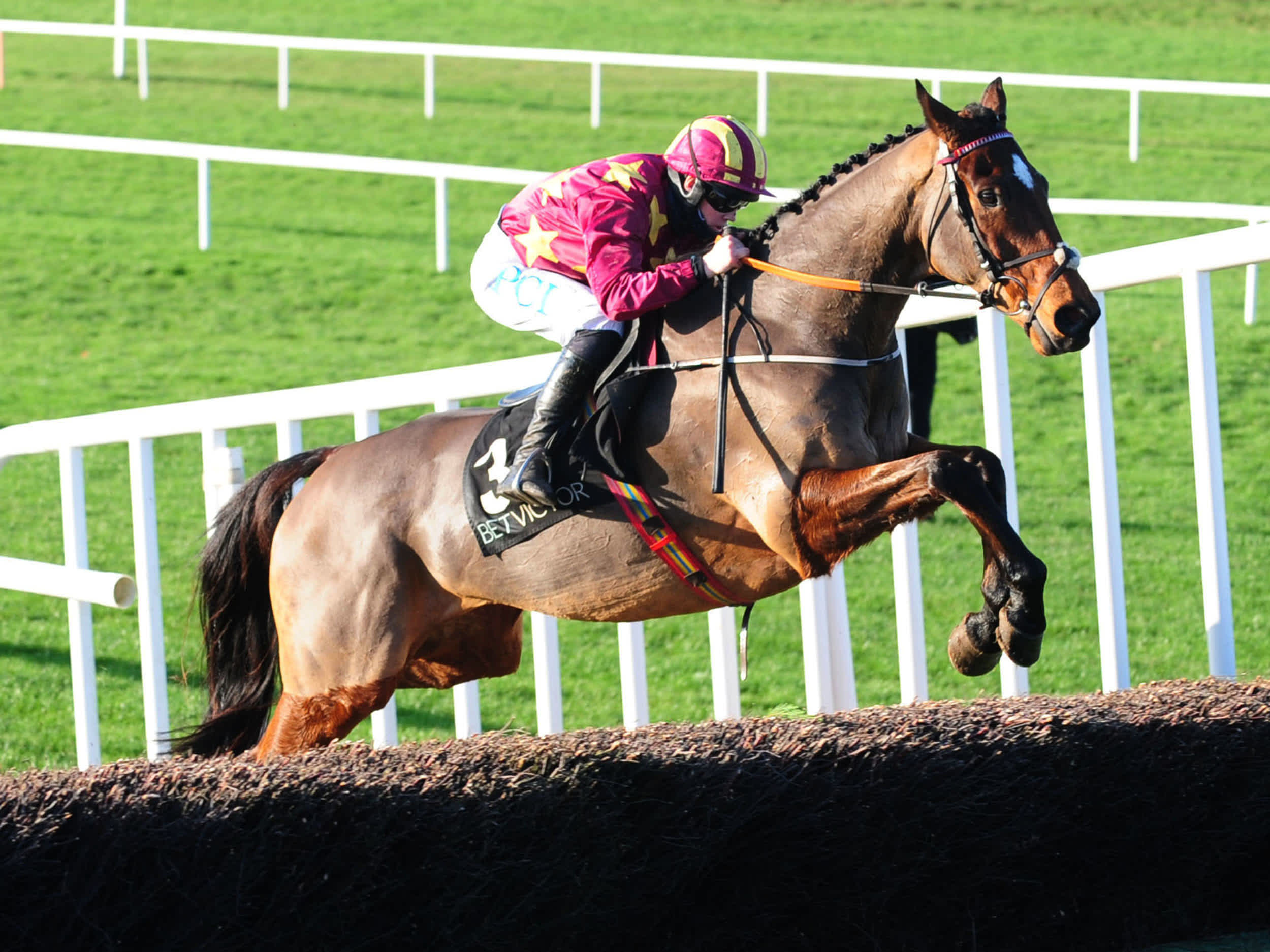 Lydia Hislop S Road To Cheltenham 2 Minella Indo Has Right Tools For Gold Cup