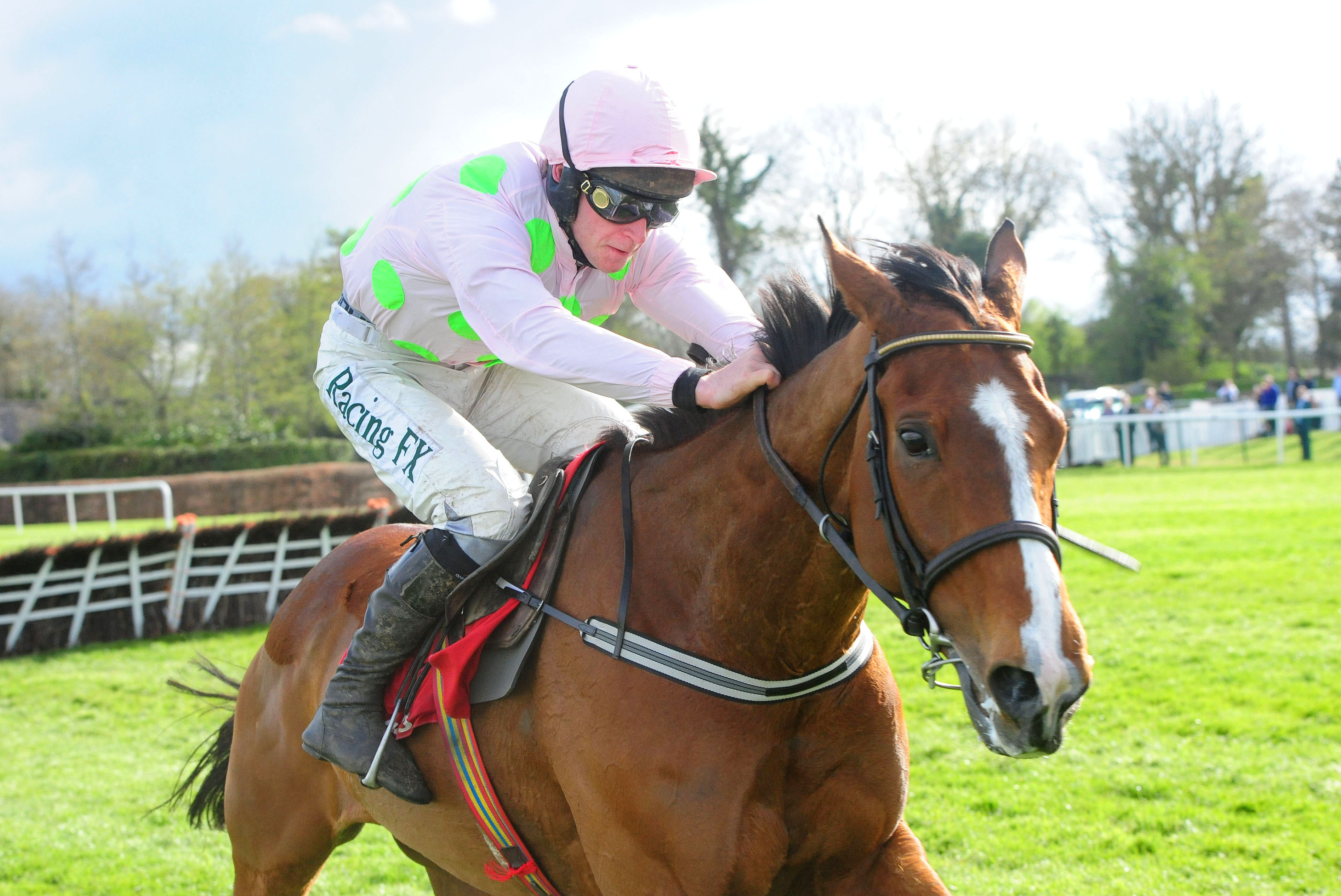 Image result for faugheen horse